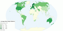 Average Male Height