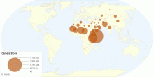 Camels Stock by Country