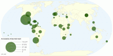 Avocados Area Harvest by Country