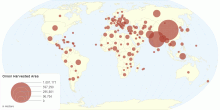 Onion Harvested Area by Country