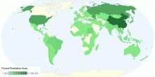 Forest Plantation Area