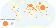 Carrots and Turnips Harvested Area by Country