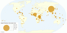 Sweet Potatoes Harvested Area by Country