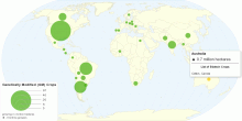 Global Distribution of Genetically Modified (GM) Crops