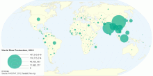 World Rice Production 2010